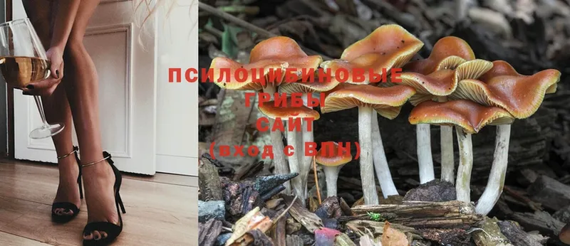 Псилоцибиновые грибы Psilocybe  Болгар 